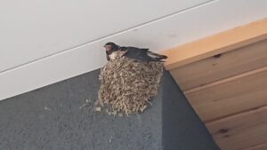 曽根原家住宅のはなし