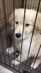 愛犬
