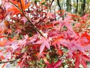 紅葉狩り･･･？