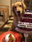 愛犬バースデイ