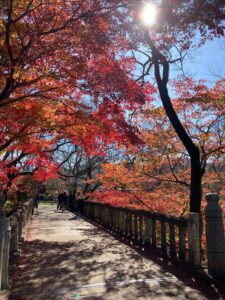 桜じゃないよ紅葉だよ！