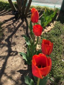 芽吹く季節