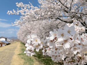 やっと桜が満開だ！！と思いきや