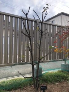 リフォーム　植栽の剪定　～長野市～