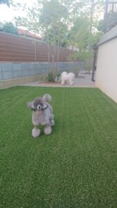 ミニ　ドッグラン！　　～長野市～