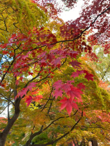 【上田市】紅葉スポット