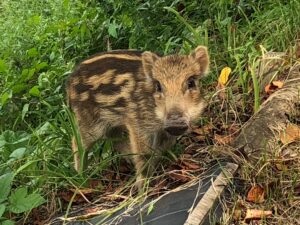 リフォーム　長野市　癒しのどうぶつたち