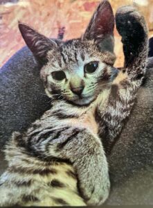 猫との暮らし～伊那市～