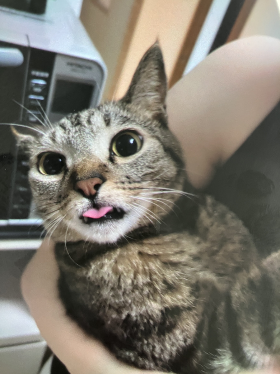 【伊那市】猫と赤ちゃん